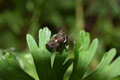 Alcimocoris japonensis