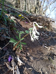 Corydalis angustifolia
