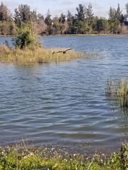 Plegadis falcinellus