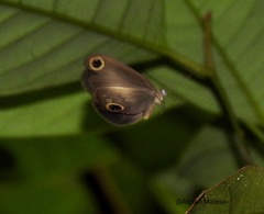 Acrophtalmia leuce