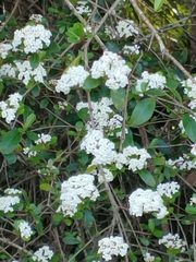 Viburnum obovatum