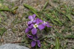 Matthiola longipetala pumilio