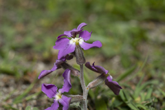 Matthiola longipetala pumilio
