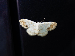 Scopula satsumaria