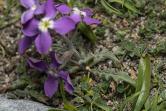 Matthiola longipetala pumilio