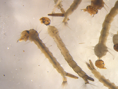 Aedes notoscriptus