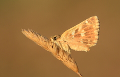 Muschampia proteides