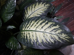 Tracheophyta