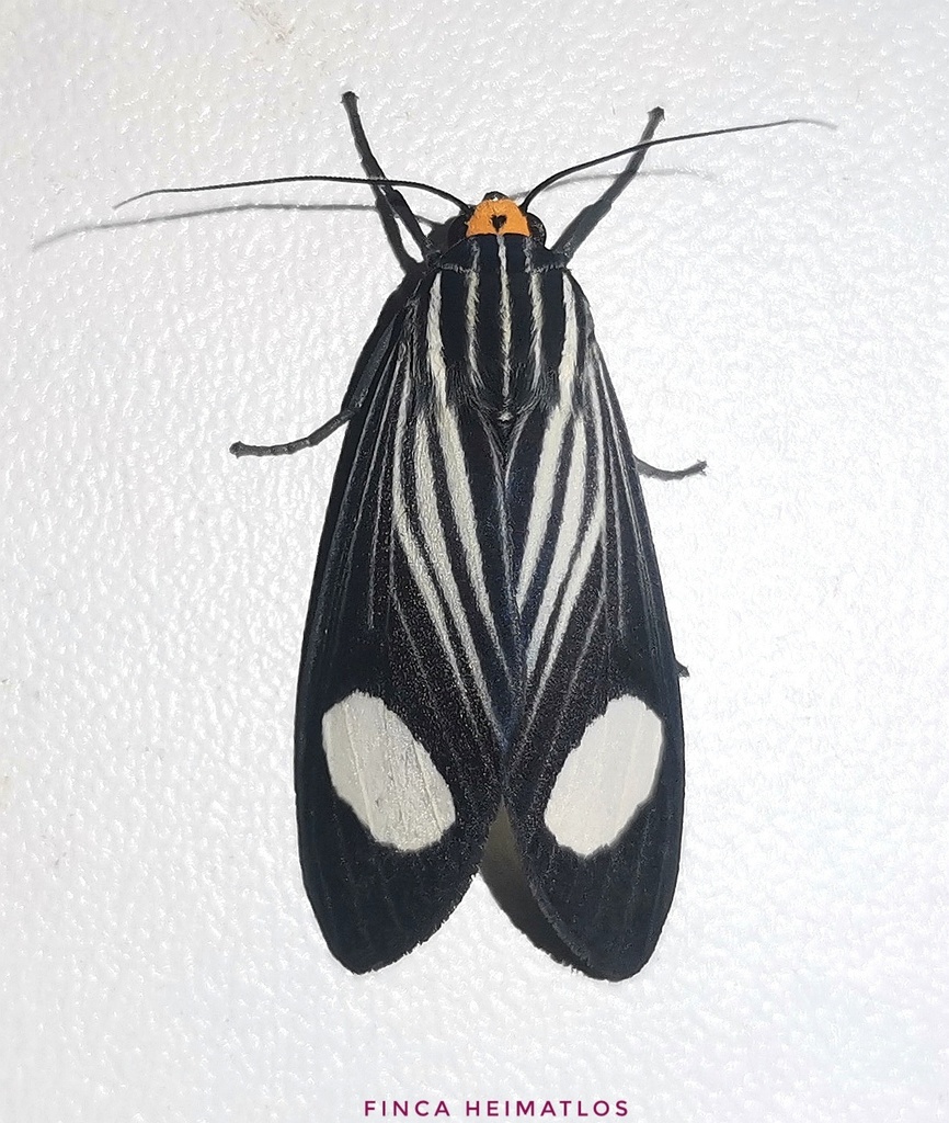 Rhipha niveomaculata