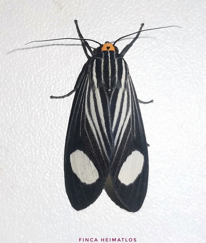 Rhipha niveomaculata