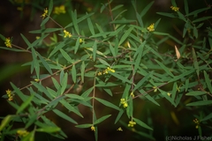 Pimelea neoanglica