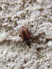 Hypera postica