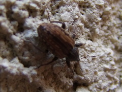 Hypera postica