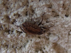 Hypera postica