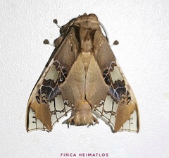 Parathyris cedonulli