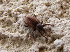 Hypera postica