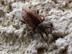 Hypera postica