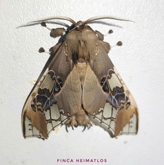 Parathyris cedonulli