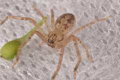 Olios argelasius