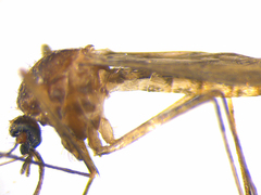Culex pervigilans
