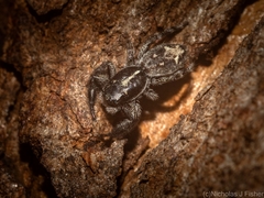 Ocrisiona melancholica