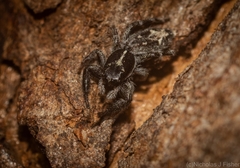 Ocrisiona melancholica