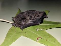 Vespadelus vulturnus