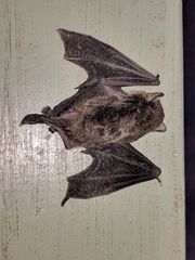 Vespadelus vulturnus