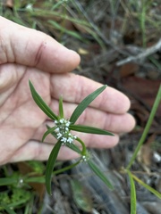 Spermacoce brachystema