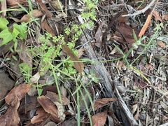 Spermacoce brachystema