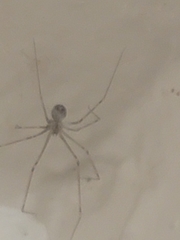 Araneae