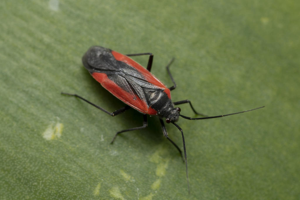 Dionconotus neglectus