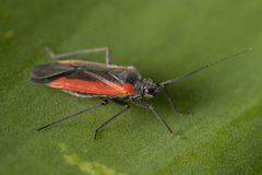 Dionconotus neglectus