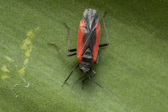Dionconotus neglectus