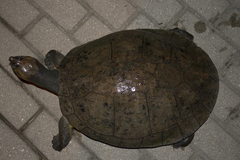 Podocnemis lewyana