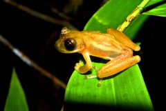 Bromeliohyla melacaena