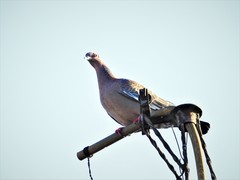 Patagioenas picazuro