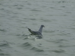 Chroicocephalus ridibundus