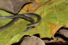 Enulius flavitorques