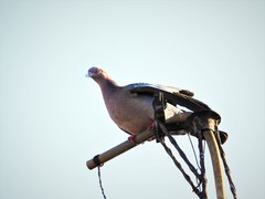 Patagioenas picazuro