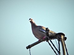 Patagioenas picazuro