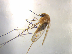 Culex pervigilans