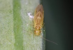 Valenzuela indicator