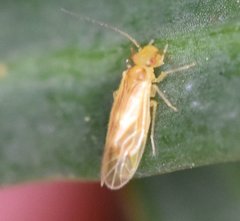 Valenzuela indicator