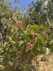 Rhus integrifolia × ovata