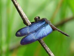 Zenithoptera lanei