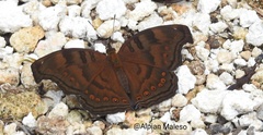 Junonia intermedia