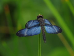 Zenithoptera lanei