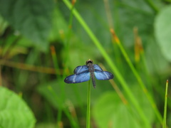 Zenithoptera lanei