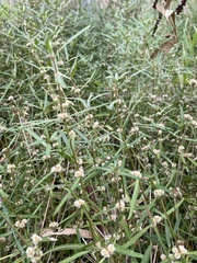 Alternanthera denticulata